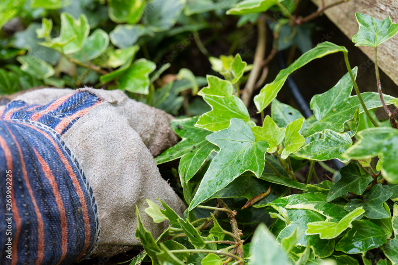 Gardener with gloves pulling out overgrown ivy