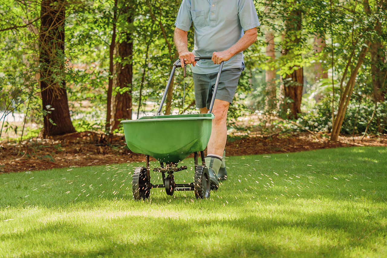 homeowner is fertilizing lawn with manual spreader