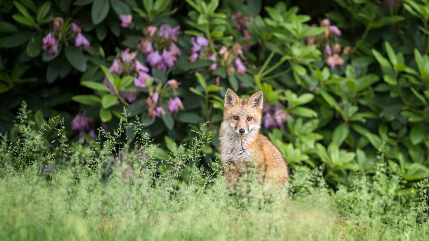A fox in a garden