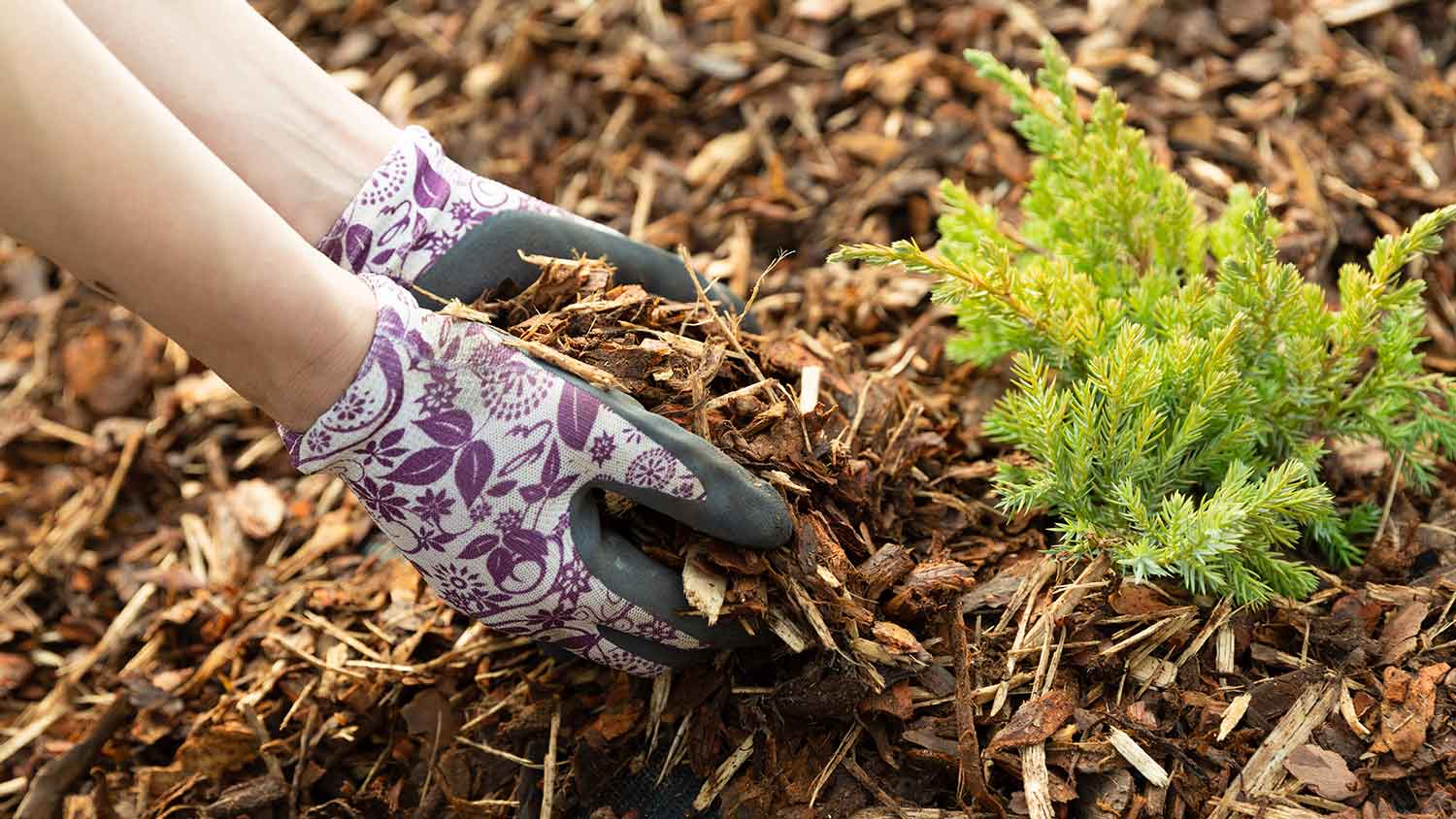 woman wearing gardening gloves mulching garden