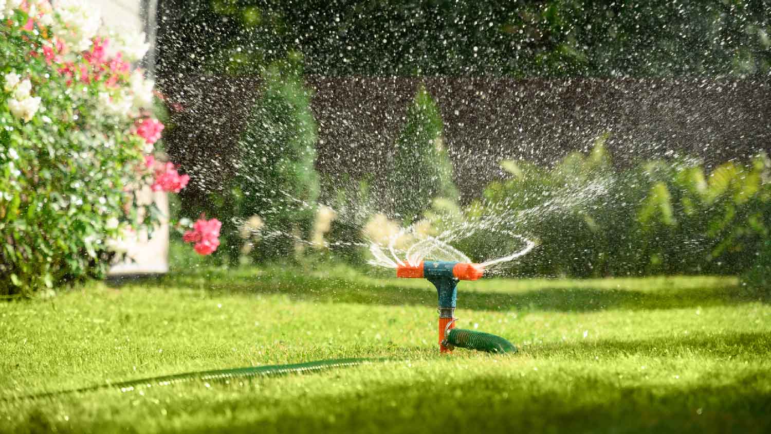 A sprinkler system watering the lawn